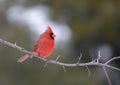 A Male Northern Cardinal - Cardinalis cardinalis perched on a branch on a cold autumn day in Canada Royalty Free Stock Photo