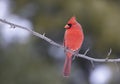 A Male Northern Cardinal - Cardinalis cardinalis perched on a branch on a cold autumn day in Canada Royalty Free Stock Photo