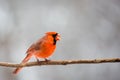 Male Northern Cardinal cardinalis cardinalis perched on a branch with mouth open in Wisconsin Royalty Free Stock Photo
