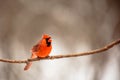 Male Northern Cardinal cardinalis cardinalis perched on a branch in Wisconsin Royalty Free Stock Photo