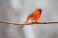 Male Northern Cardinal cardinalis cardinalis perched on a branch in Wisconsin Royalty Free Stock Photo