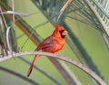 Male Northern Cardinal - Cardinalis cardinalis - Perched on dead palm frond, relaxed with mouth open while calling