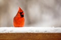 Male Northern Cardinal cardinalis cardinalis perched on a snow covered deck rail in Wisconsin Royalty Free Stock Photo