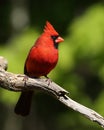 Male Northern Cardinal Closeup Royalty Free Stock Photo