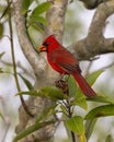 Male northern cardinal consuming a seed next to the Shark Valley Trail in the Everglades National Park. Royalty Free Stock Photo