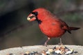 Male Northern Cardinal Royalty Free Stock Photo