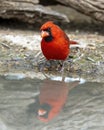 Male northern cardinal at the edge of a pool in the La Lomita Bird and Wildlife Photography Ranch in Uvalde, Texas. Royalty Free Stock Photo