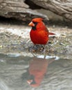 Male northern cardinal at the edge of a pool in the La Lomita Bird and Wildlife Photography Ranch in Uvalde, Texas. Royalty Free Stock Photo