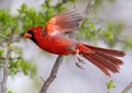 Male northern cardinal in flight at the La Lomita Bird and Wildlife Photography Ranch in Uvalde, Texas. Royalty Free Stock Photo