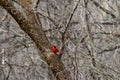 Male Northern Cardinal in flight winter , in a tree that is bare.