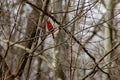 Male Northern Cardinal in flight winter , in a tree that is bare.