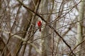 Male Northern Cardinal in flight winter , in a tree that is bare.