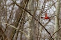 Male Northern Cardinal in flight winter , in a tree that is bare.