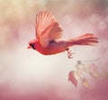 Northern Cardinal Flying ,watercolor painting