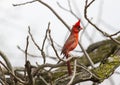 Male Northern Cardinal On Full Alert Royalty Free Stock Photo