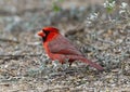 Male northern cardinal on the ground at the La Lomita Bird and Wildlife Photography Ranch in Texas. Royalty Free Stock Photo