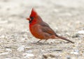 Male northern cardinal on the ground at the La Lomita Bird and Wildlife Photography Ranch in Uvalde, Texas. Royalty Free Stock Photo