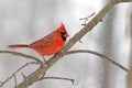Male Northern Cardinal Royalty Free Stock Photo