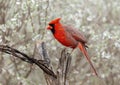 Male northern cardinal on a log perch at the La Lomita Bird and Wildlife Photography Ranch in Uvalde, Texas. Royalty Free Stock Photo