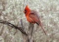 Male northern cardinal on a log perch at the La Lomita Bird and Wildlife Photography Ranch in Uvalde, Texas. Royalty Free Stock Photo