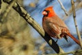 A male Northern Cardinal looking on