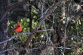 Male Northern Cardinal