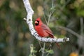 Male Northern Cardinal perched