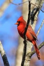 Male Northern Cardinal perched on a bare branch, with its beak open wide in anticipation of food Royalty Free Stock Photo