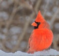Male Northern cardinal perched looking