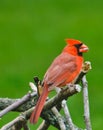 Male Northern Cardinal Perched Royalty Free Stock Photo