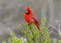 Male northern cardinal perched in a tree at the La Lomita Bird and Wildlife Photography Ranch in Uvalde, Texas. Royalty Free Stock Photo