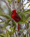 Male northern cardinal perched in a tree next to the Shark Valley Trail in the Everglades National Park. Royalty Free Stock Photo