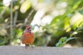 A male Northern Cardinal perching on a split-rail fence Royalty Free Stock Photo