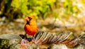 Male Northern Cardinal Redbird at the poolside