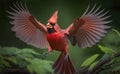 Red male Northern Cardinal perched mid-air, coming in for a landing, a blurred green tree background, generative AI