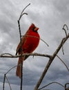 Male northern cardinal singing while perched in a leafless tree in the Corkscrew Swamp Sanctuary near Naples, Florida. Royalty Free Stock Photo