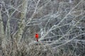 Male Northern Cardinal sits on bush in winter Royalty Free Stock Photo