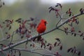 A Male Northern Cardinal Sitting on a Tree Branch in Early Spring Royalty Free Stock Photo