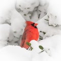 Male Northern Cardinal in Snow Royalty Free Stock Photo