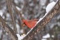 Male Northern Cardinal on Snowy Branch Royalty Free Stock Photo