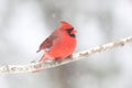 Male Northern Cardinal on a Snowy Day in Winter Royalty Free Stock Photo