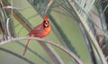 Male Northern cardinal speaking his mind