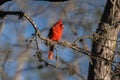 Male Northern Cardinal in tree