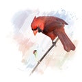 Male Northern Cardinal watercolor