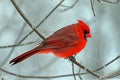 A Male Northern Cardinal in Winter