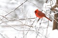 Male Northern Cardinal in wintery background Royalty Free Stock Photo