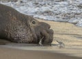 Male northern elephant seal and Western Sandpiper