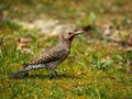 Male Northern Flicker Royalty Free Stock Photo