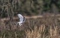 Male northern harrier aka grey ghost flying over prairie