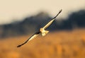 Male northern harrier - circus cyaneus - flying low over meadow, sideways towards camera while hunting. Brown grasses and blurred